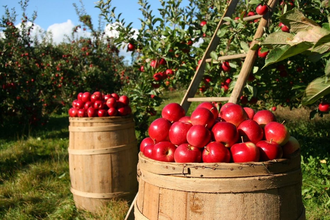 Proiect OUG al Ministerului Agriculturii: &icirc;nchisoare de la 1 la 5 ani pentru micii fermieri