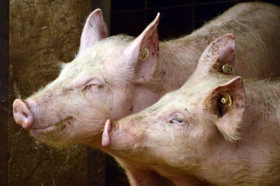 porci-crota_large Știri Interne