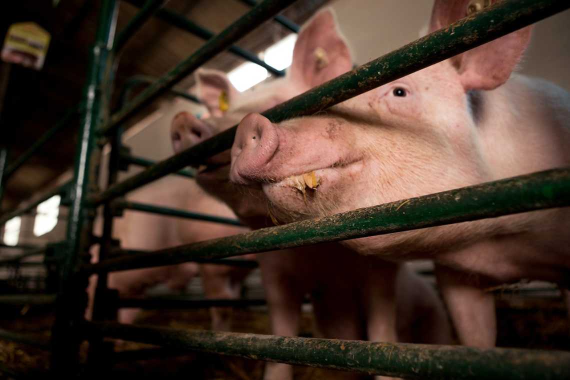 INTERESANT: &Icirc;n fermele intensive, abuzul de antibiotice continuă să crească!
