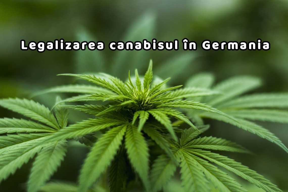 canabis-germania_large Știri Externe