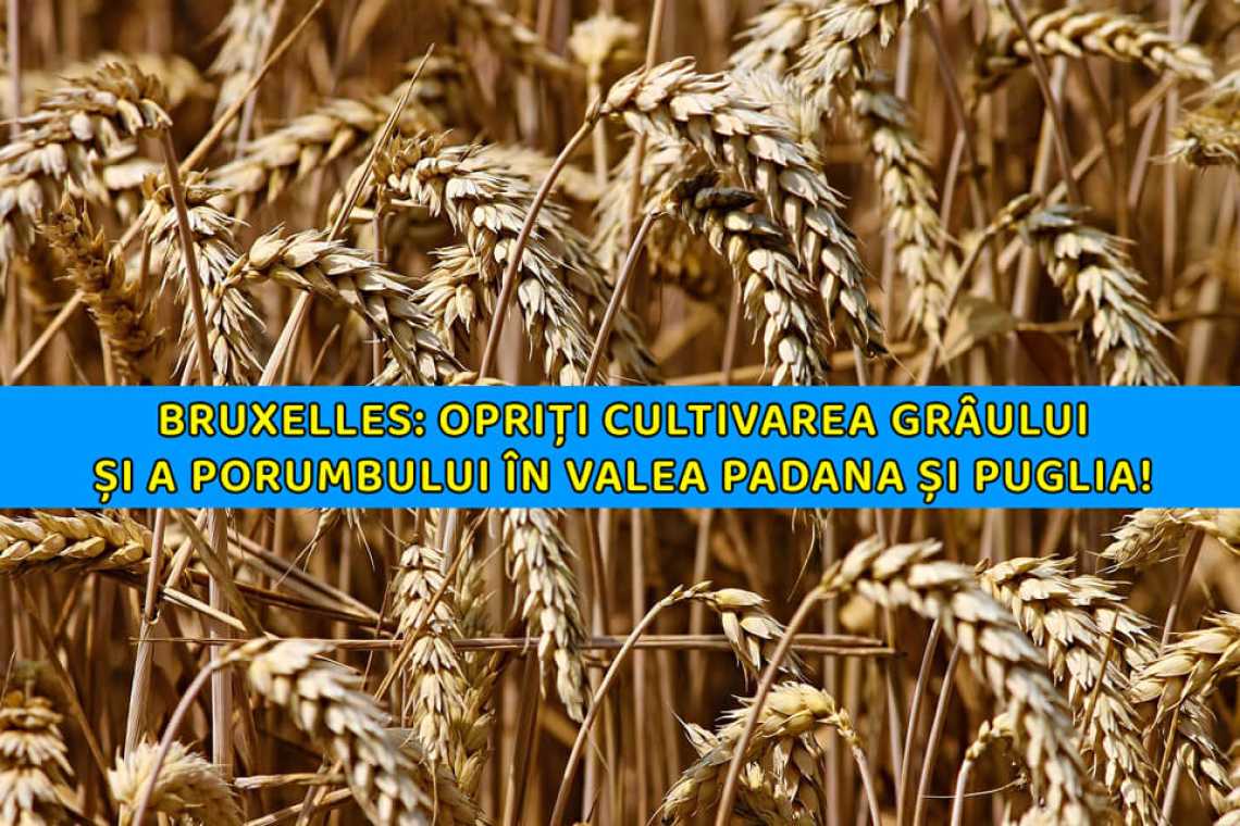 UE: Puglia și Valea Po, opriți cultivarea gr&acirc;ului și a porumbului timp de un an!