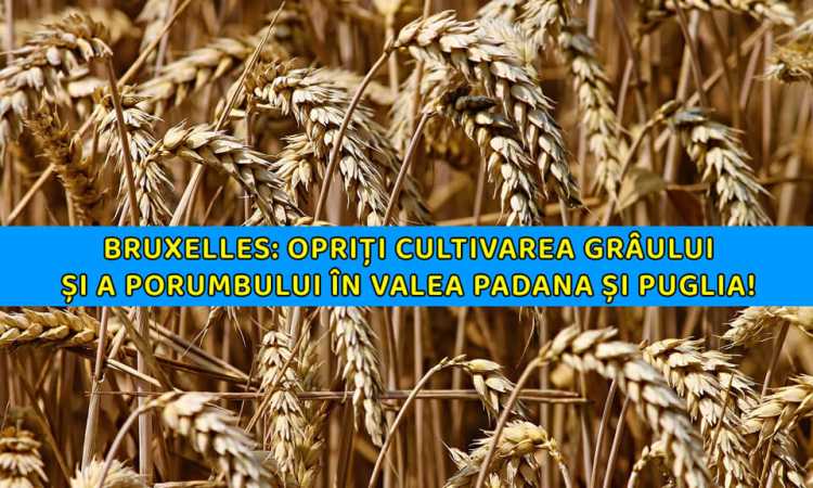 stop-cultivarii_medium Știri Externe