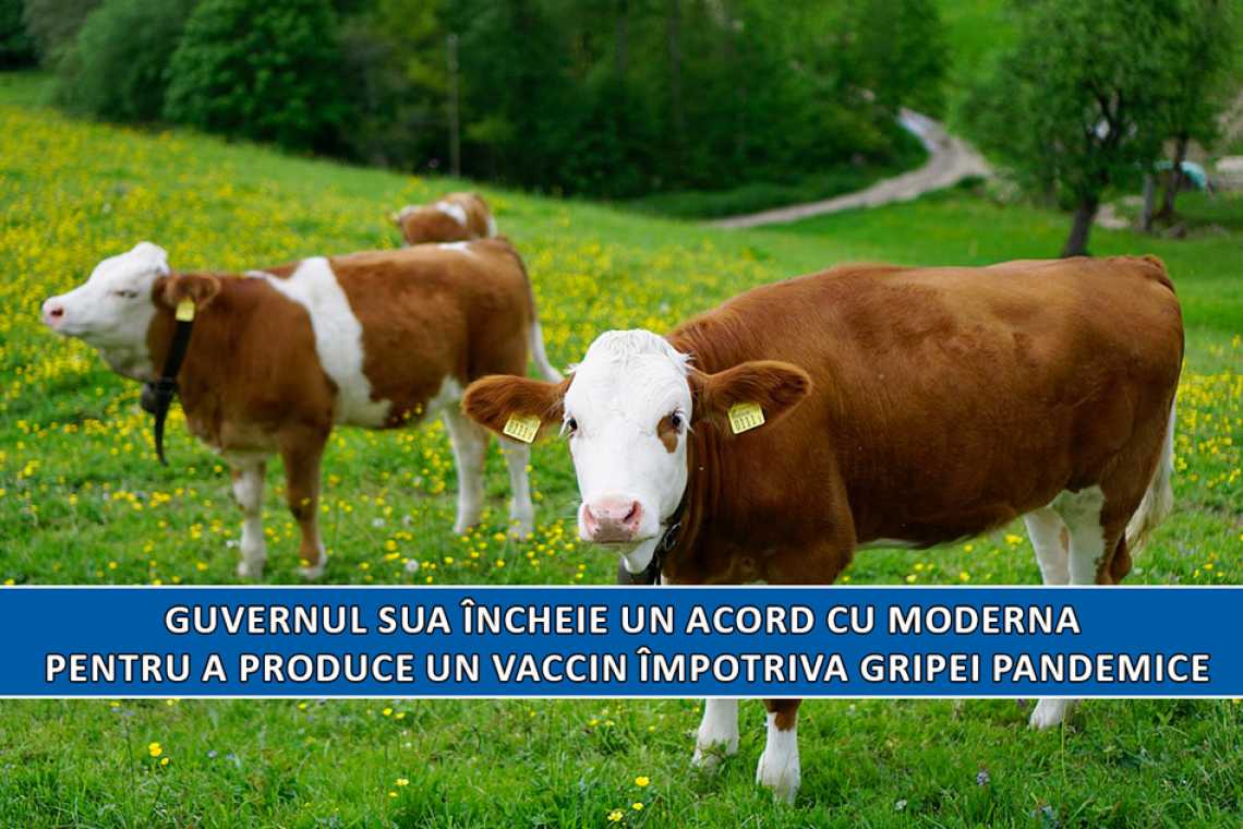 vaccin moderna pentru pandemia gripala
