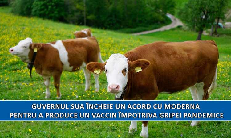 VACI_medium Sănătate - Știrile Cronica Diasporei